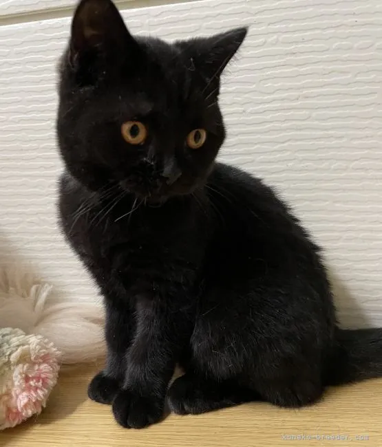 ID:2111-02438の子猫