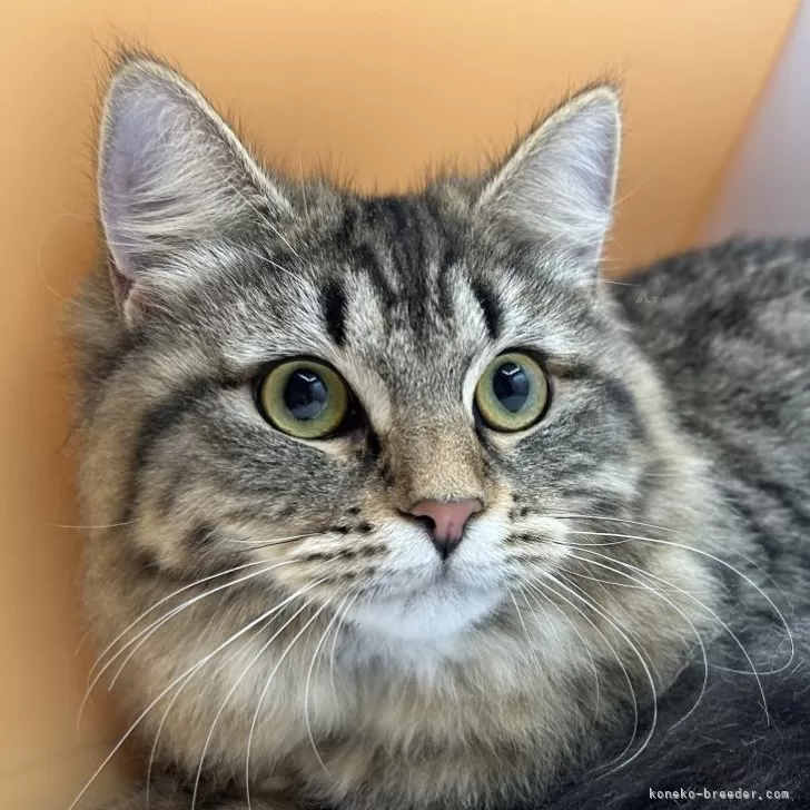 ID:2309-01167の子猫