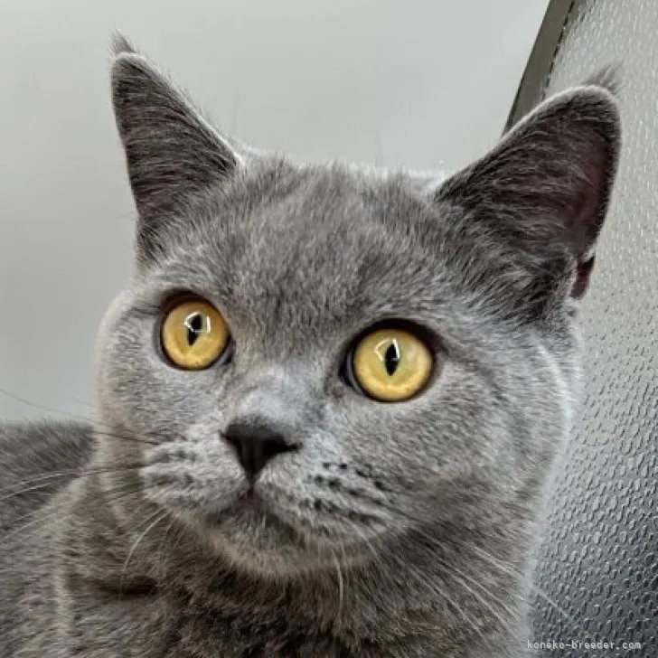 ID:2306-01474の子猫