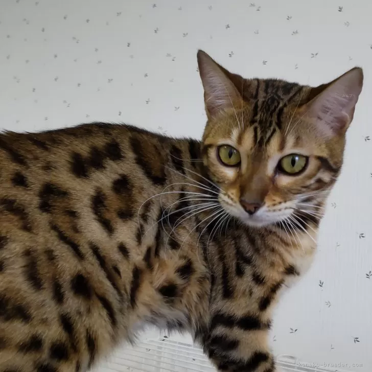 ID：2306-03679の子猫