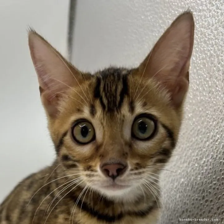 ID:2309-01175の子猫