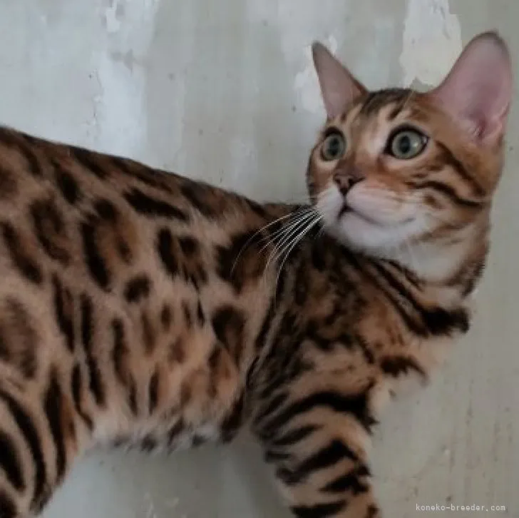 ID：2307-02828の子猫