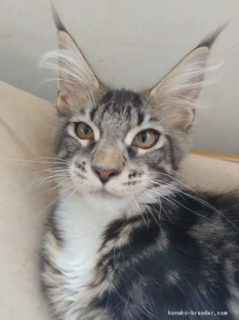 ID:2005-02517の子猫