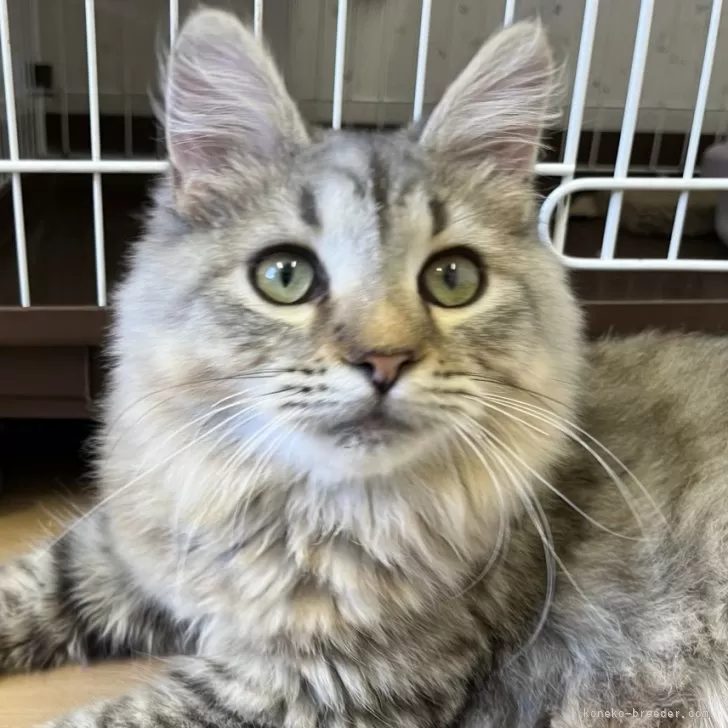 ID:2407-01531の子猫