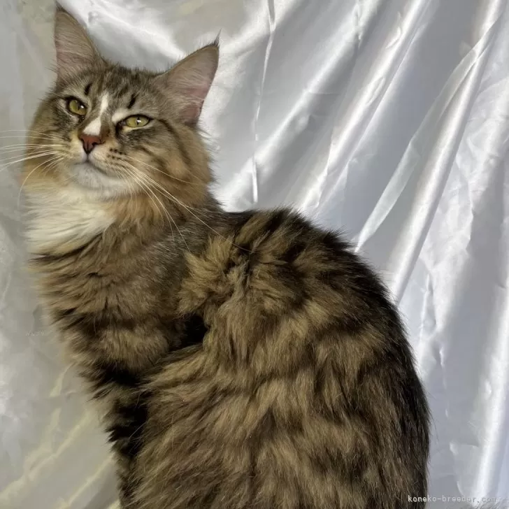 ID：2308-02589の子猫