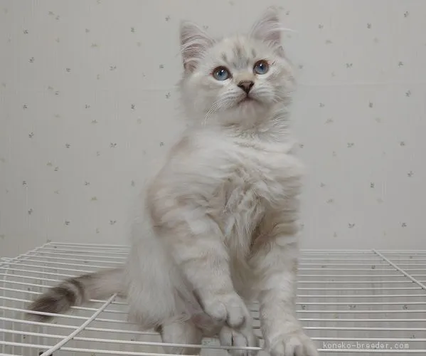 ID：2012-01759の子猫