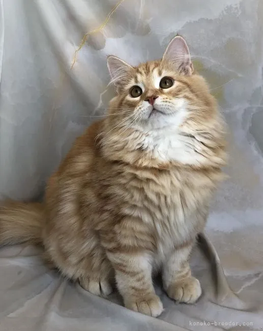 ID:2203-02045の子猫