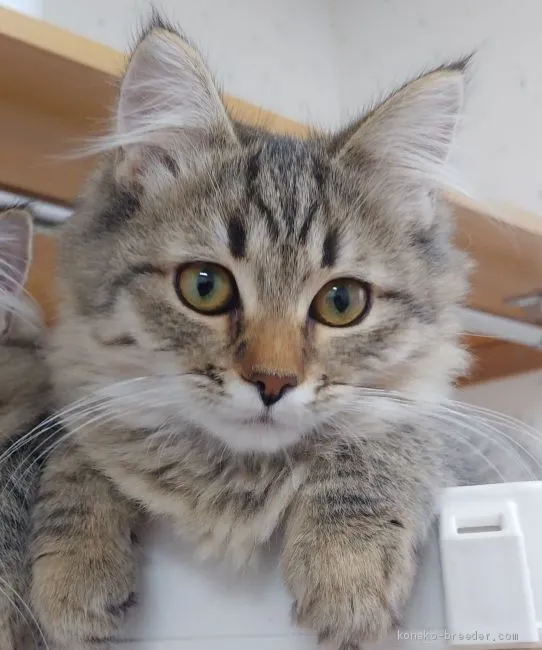ID:2101-00408の子猫