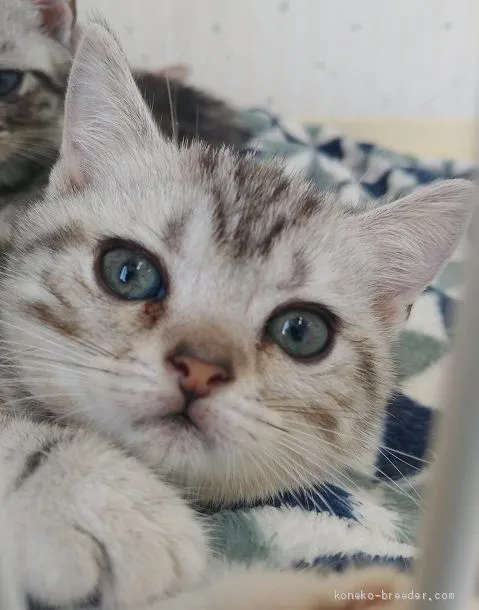 ID:2004-02090の子猫