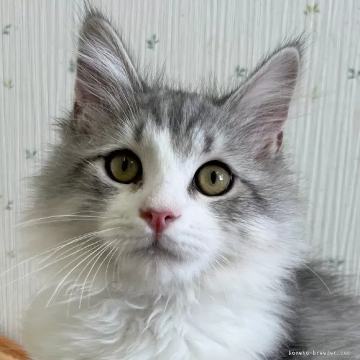 ID：2407-00765の子猫