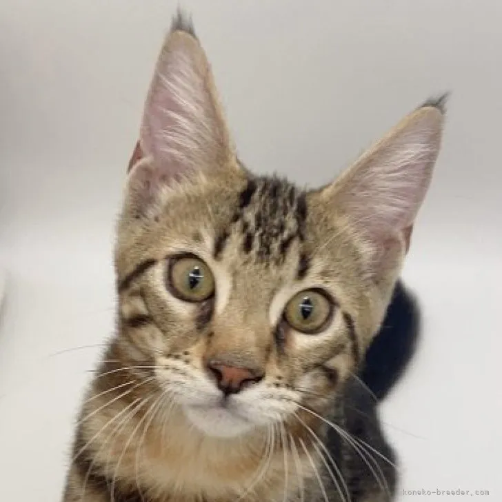 ID：2306-00216の子猫
