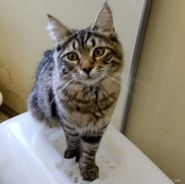 ID：2303-00822の子猫