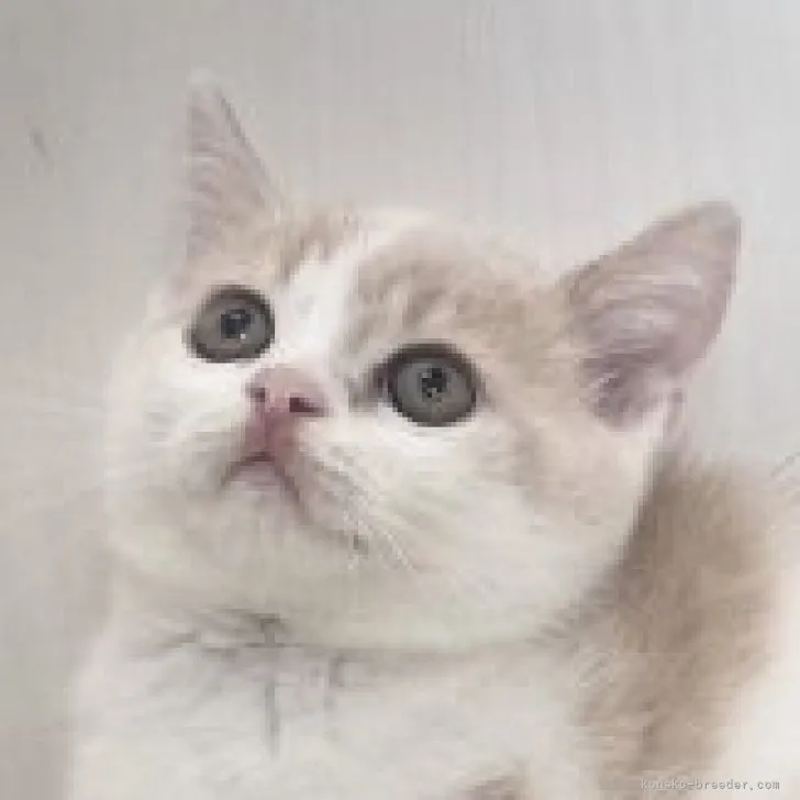 ID:2311-00532の子猫