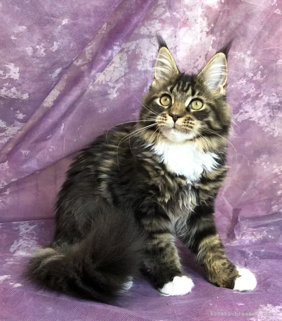 ID:2203-00634の子猫