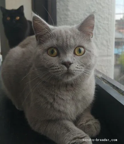 ID:1911-00996の子猫