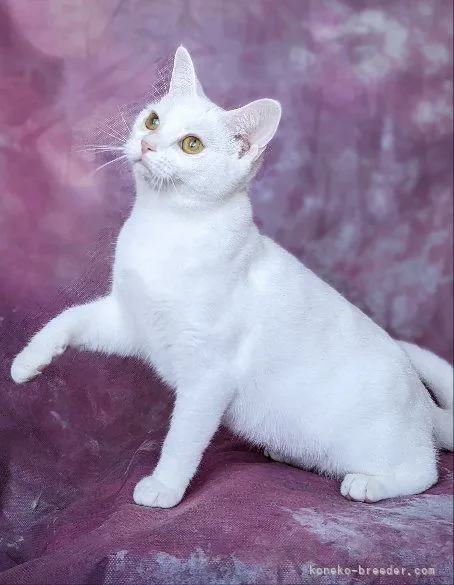 ID:2111-00401の子猫