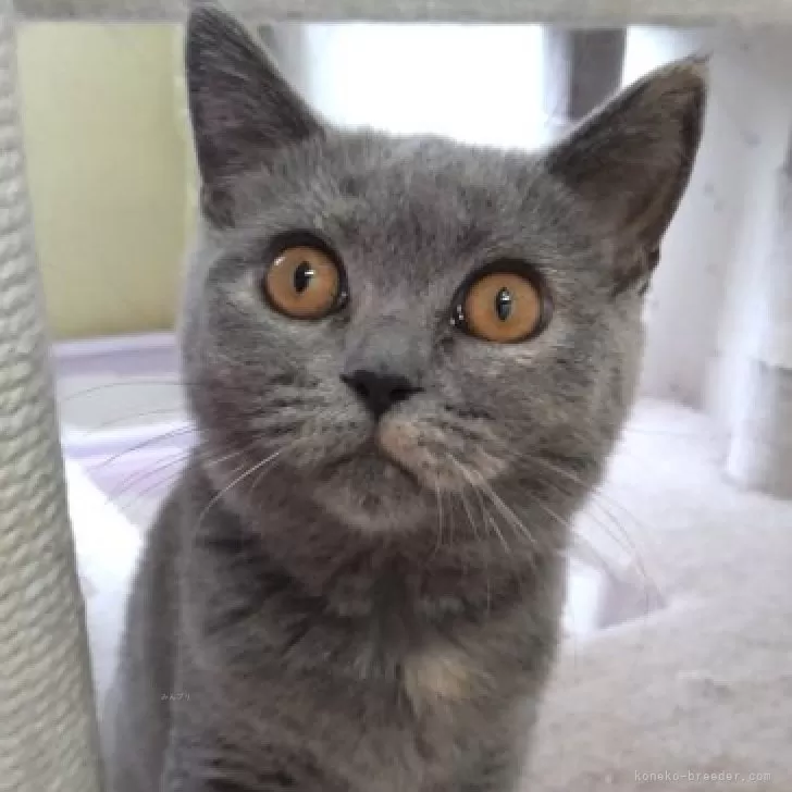 ID:2408-00707の子猫