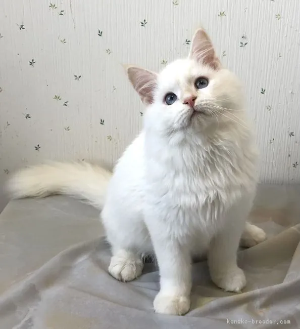 ID:2203-02125の子猫