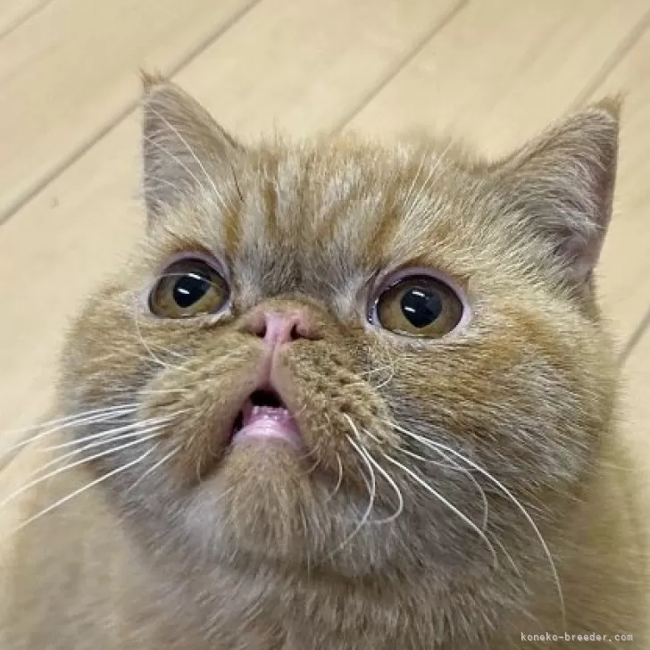 ID:2308-01490の子猫