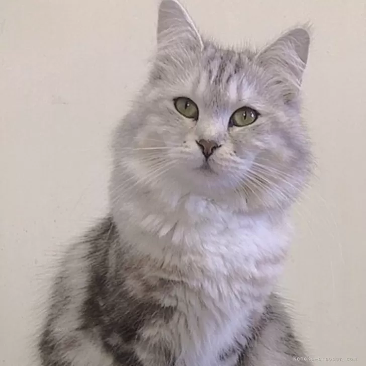 ID：2210-03101の子猫