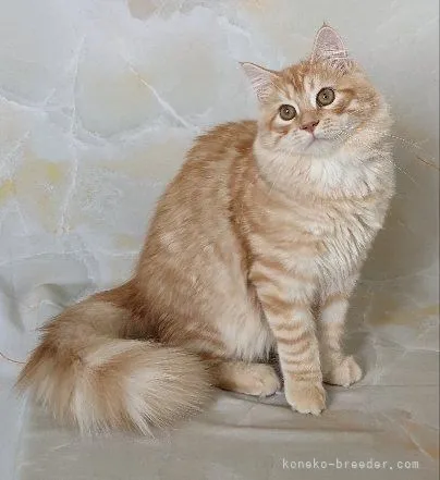 ID：2203-02040の子猫
