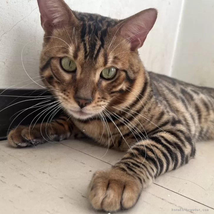 ID：2304-02253の子猫