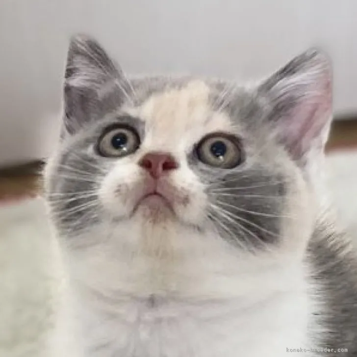 ID：2311-00601の子猫