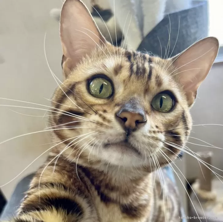 ID：2306-02555の子猫