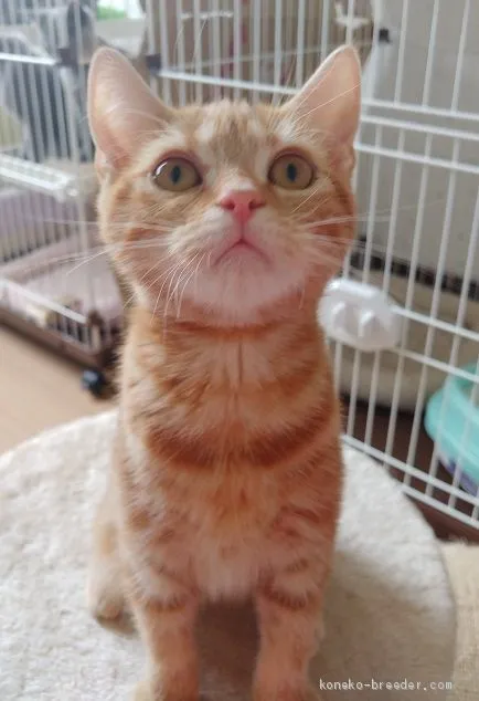ID：2005-01788の子猫