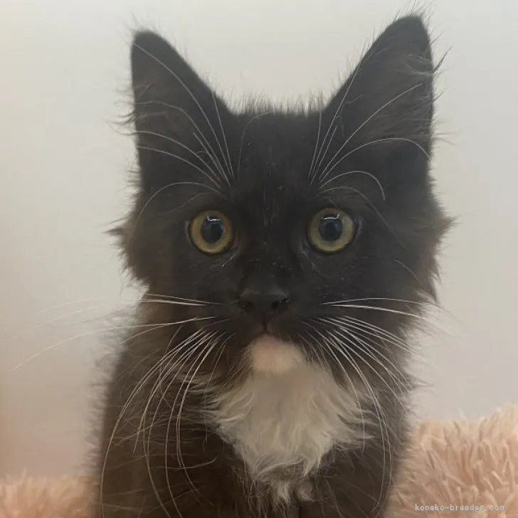 ID：2306-02399の子猫