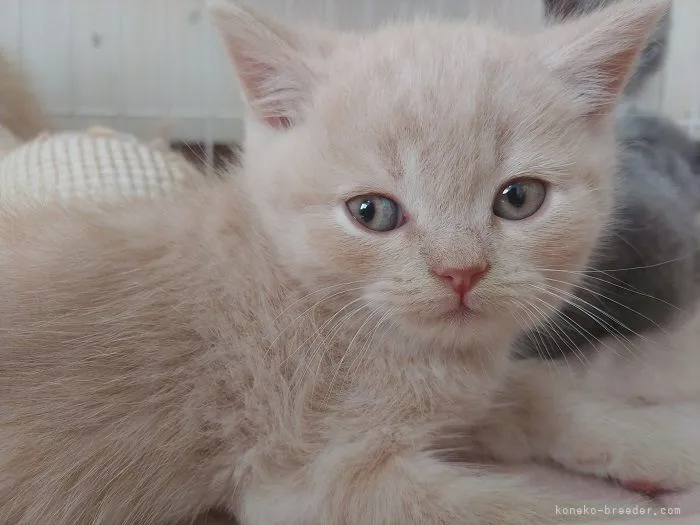 ID：2104-02040の子猫