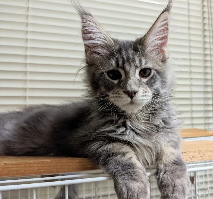 ID:2110-00251の子猫