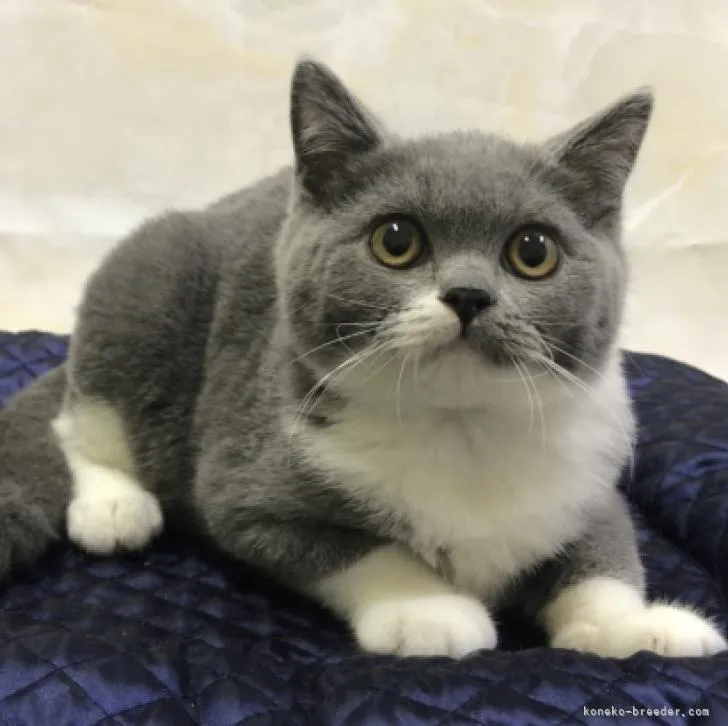 ID:2210-02644の子猫