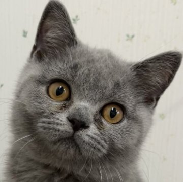 ブリティッシュショートヘア【千葉県・男の子・2024年3月4日・ブルー】の写真「めっちゃ甘えんぼブルー君♪」