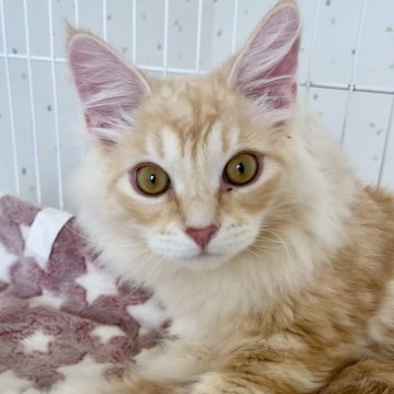 サイベリアン【千葉県・男の子・2023年10月15日・クリーム&ホワイト】の写真「ふわふわクリーム色のサイベリアン君！」