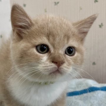 ブリティッシュショートヘア【千葉県・男の子・2024年7月14日・クリーム&ホワイト】の写真「モフモフのブリティッシュ君！」