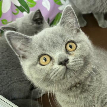 ブリティッシュショートヘア【千葉県・男の子・2024年3月4日・ブルー】の写真「※お値下げしました！！あまえんぼブルー兄弟♪」