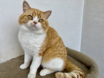 スコティッシュストレート【千葉県・男の子・2022年8月24日・レッドタビーアンドホワイト（短毛）】の写真「可愛いお顔のスコテッシュ君！」