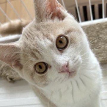 ブリティッシュショートヘア【千葉県・男の子・2023年6月3日・クリーム&ホワイト】の写真「お値下げしました！ぱっちりおめめ♡」