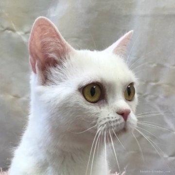 スコティッシュストレート【千葉県・女の子・2021年11月20日・ホワイト（短毛）】の写真「真っ白なの美人猫さん☆」