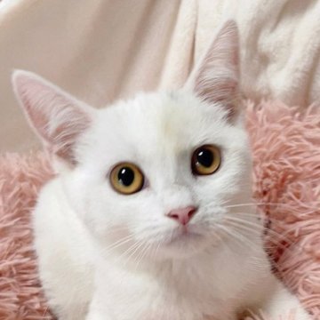 アメリカンショートヘア【千葉県・女の子・2023年2月21日・ホワイト】の写真「お値下げしました！ふわふわ真っ白な女の子✨」