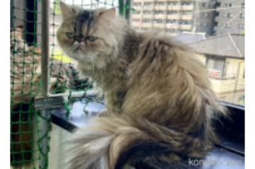 ペルシャ【千葉県・女の子・2021年5月20日・ゴールデンシェーデッド（長毛）】の写真「避妊済みゴールデンのペルシャちゃん！」