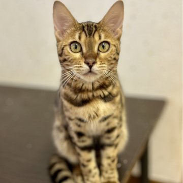 ベンガル【千葉県・女の子・2024年5月16日・ブラウンスポテッドタビー（短毛）】の写真「かわいい3兄弟ベンガルちゃん！」