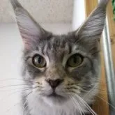 メインクーン【千葉県・女の子・2022年6月22日・ブルーシルバータビー】の写真1「2023年１０月２５日撮影　ぱっちりおめめ！」