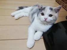 ブリティッシュショートヘア【千葉県・女の子・2019年9月5日・キャリコ(三毛猫)】の写真1