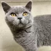 ブリティッシュショートヘア
