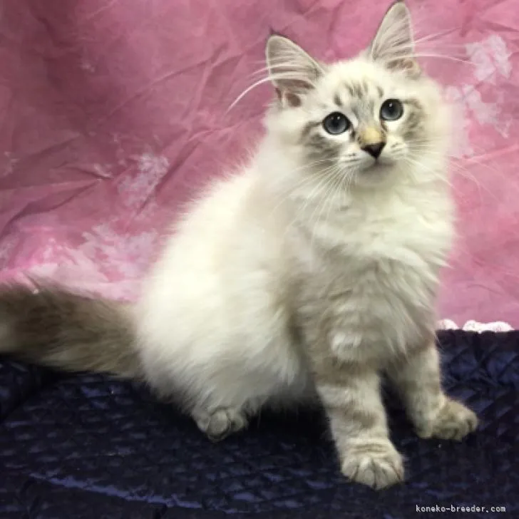 ID：2210-02195の子猫