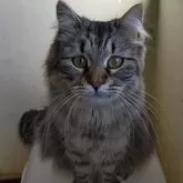 サイベリアン【千葉県・女の子・2022年7月13日・ブラウンタビー&ホワイト】の写真2「2024年1月29日　撮影」