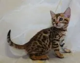 ベンガル【千葉県・女の子・2023年4月17日・ブラウンスポテッドタビー】の写真3「2023年6月7日撮影」