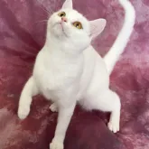 スコティッシュストレート【千葉県・女の子・2021年11月20日・ホワイト】の写真3